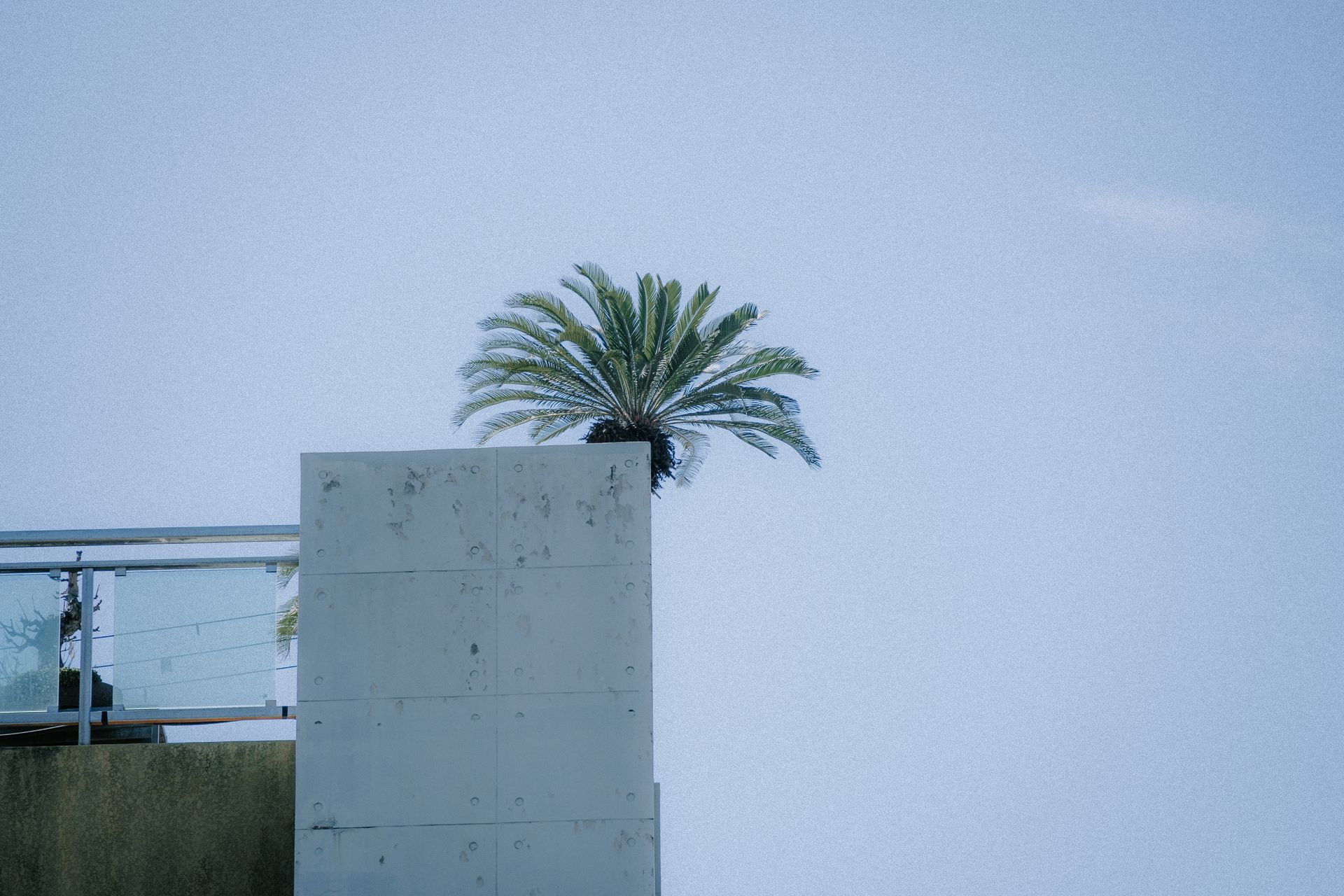 Barandilla de cristal en una terraza junto a una palmera